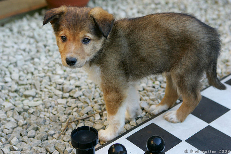  A8V6422 Archie puppy playing chess